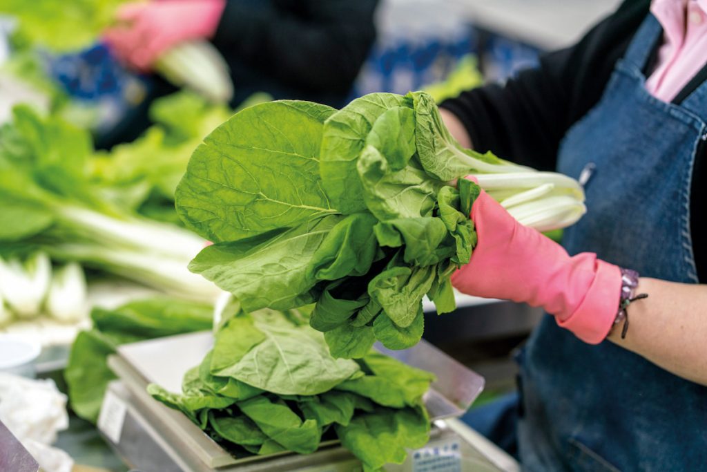 蔬菜加工裁切服務